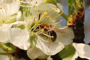 Bees : (Andrenidae) Andrena haemorrhoa
