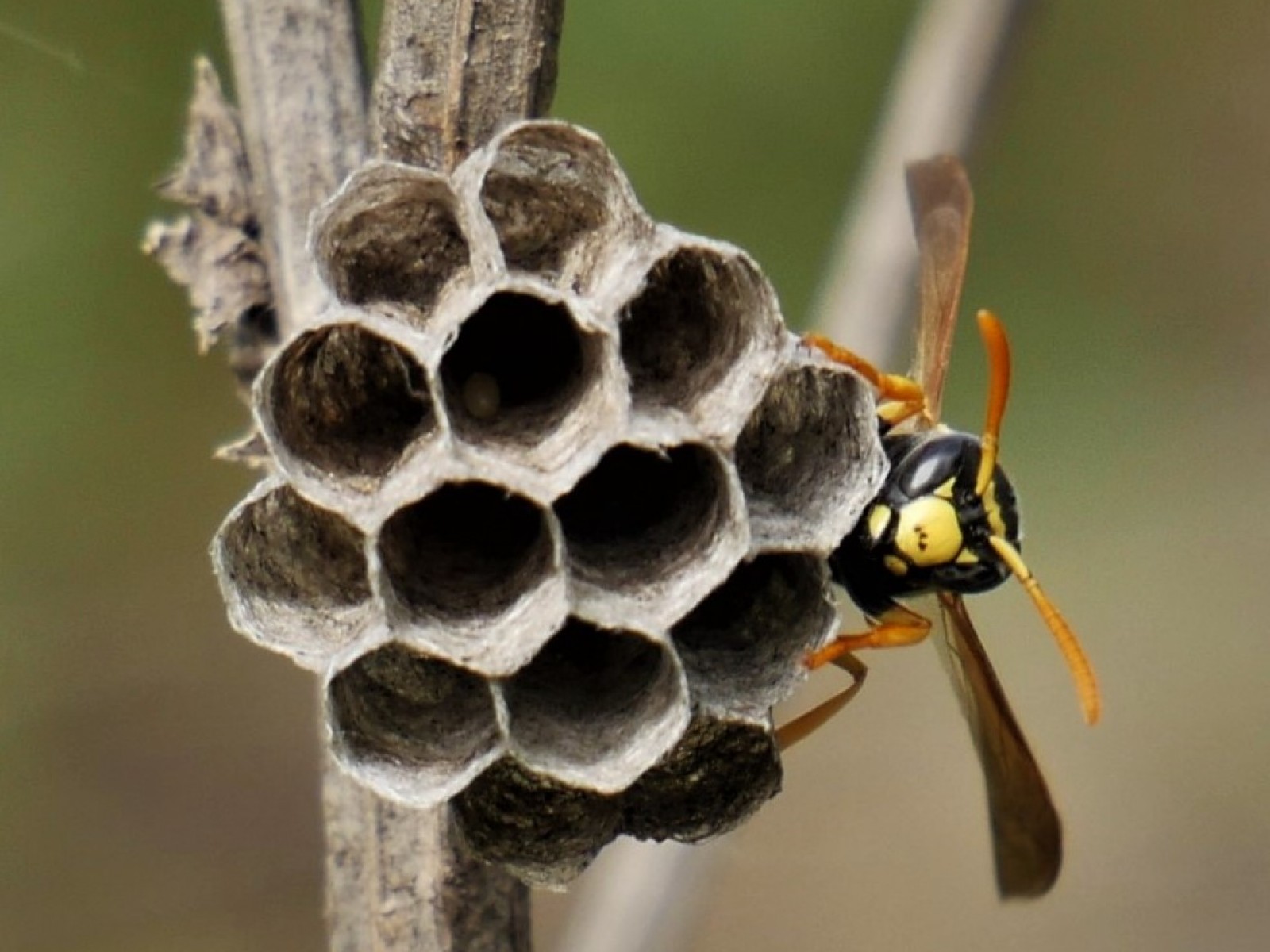 Aculeate Wasps : (Vespidae) Polistes gallicus