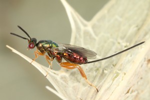 Chalcid wasps : (Torymidae) 
