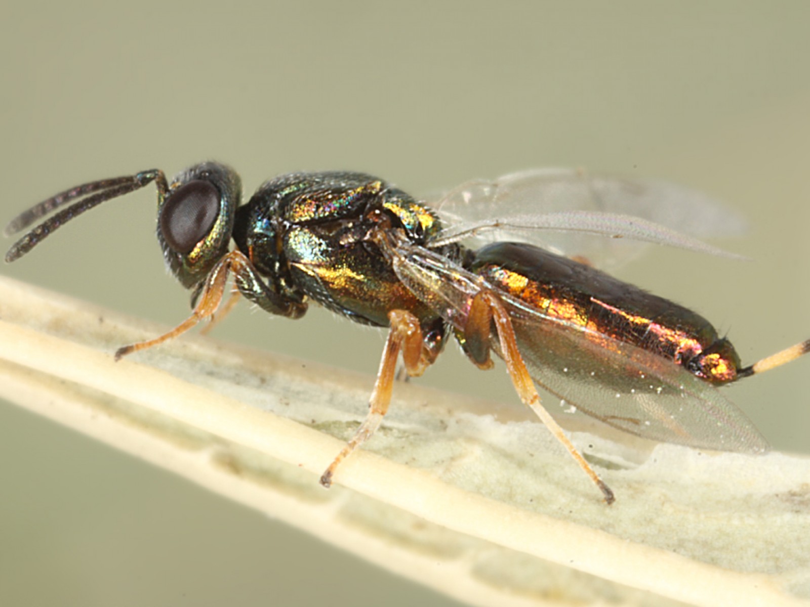 Chalcid wasps : (Eupelmidae) Eupelmus urozonus