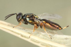 Chalcid wasps : (Eupelmidae) Eupelmus urozonus