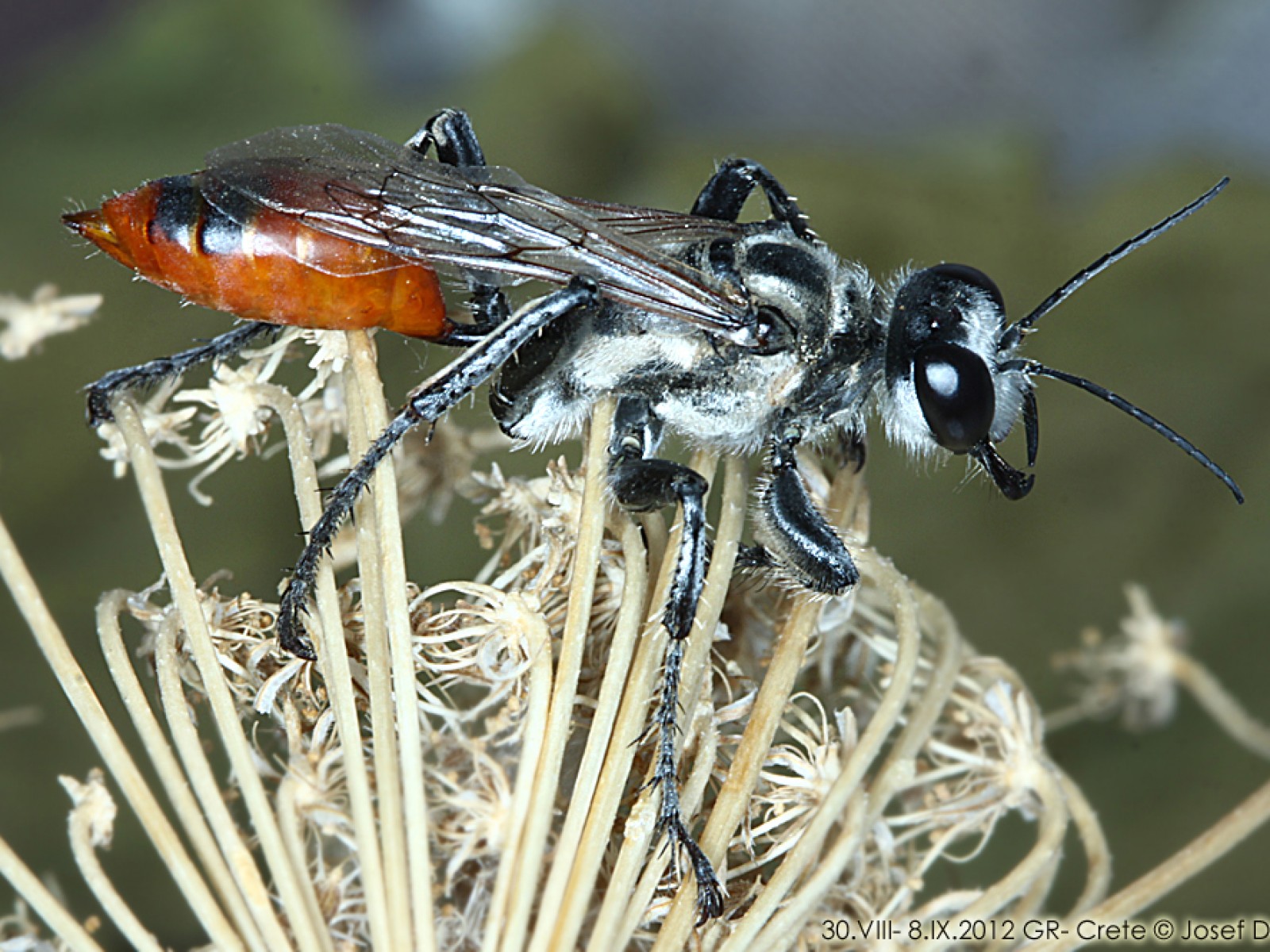 Aculeate Wasps : (Sphecidae) Prionyx viduatus