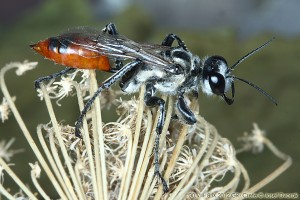 Aculeate Wasps : (Sphecidae) Prionyx viduatus