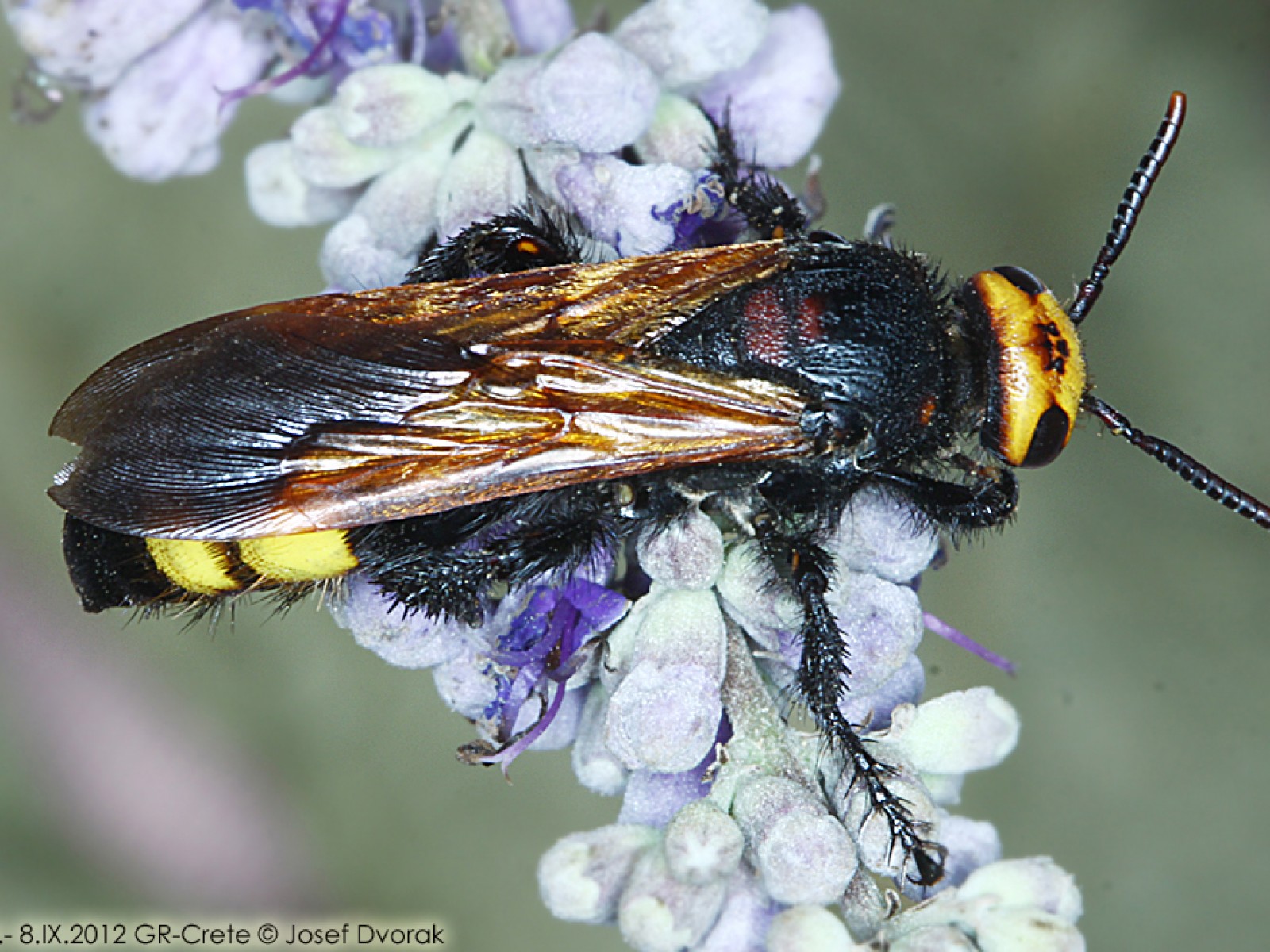 Aculeate Wasps : (Scoliidae) Megascolia maculata