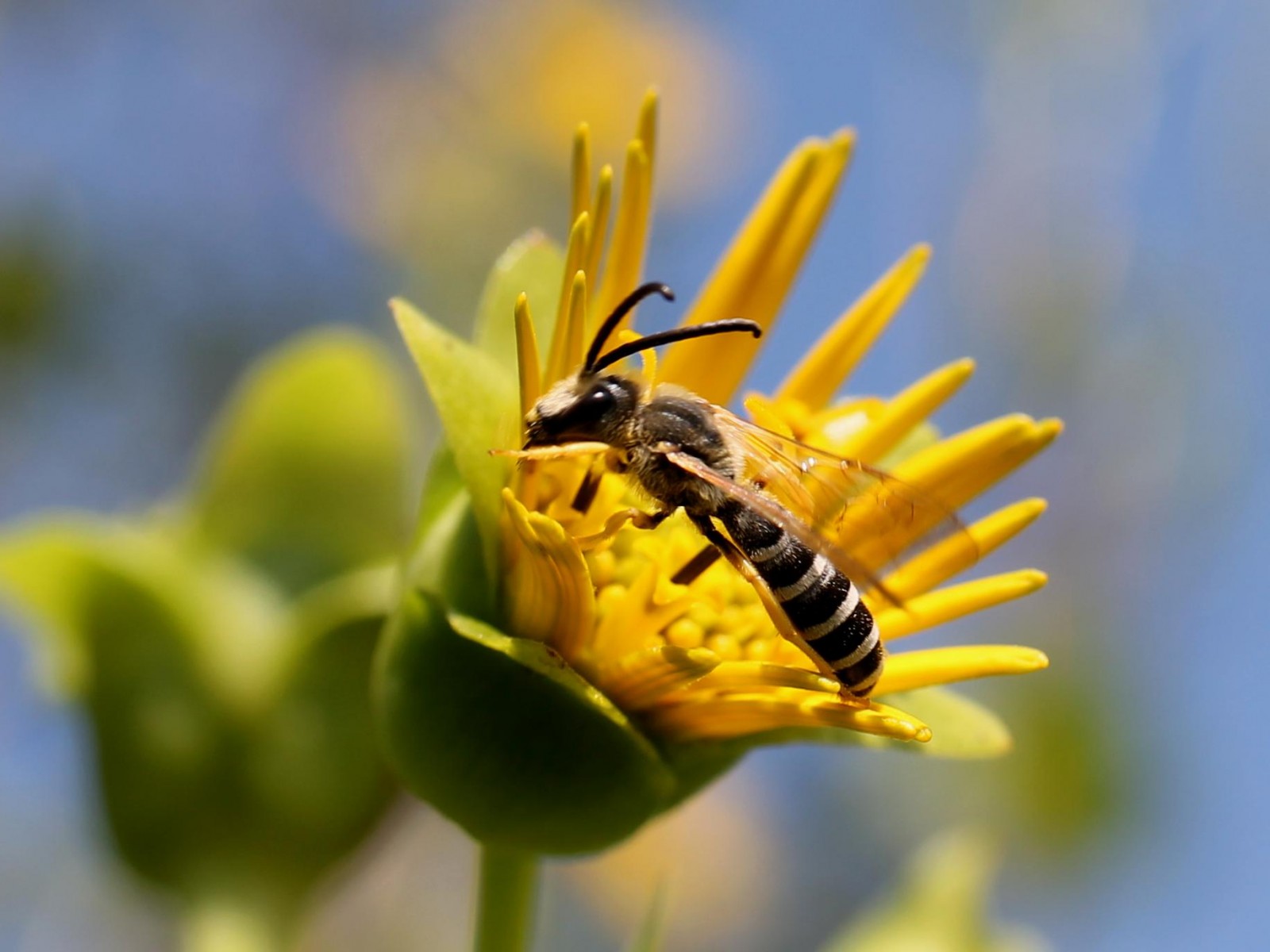 Bees : (Apidae) Halictus scabiosae