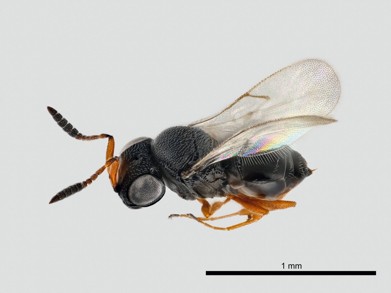 Other parasitoids : (Platygastridae) Trissolcus basalis