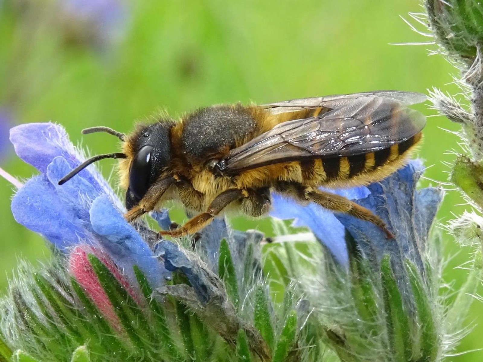 Bees : (Megachilidae) 