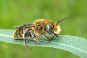 Bees : (Megachilidae) Hoplitis adunca