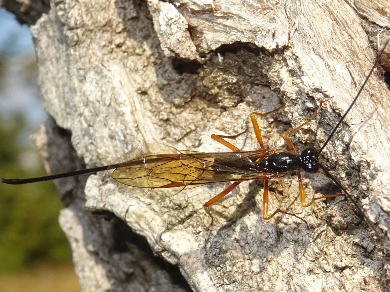 Ichneumonid and braconid wasps : (Ichneumonidae) 