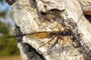 Ichneumonid and braconid wasps : (Ichneumonidae) 