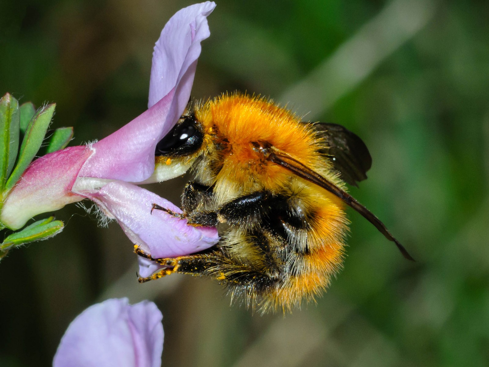 Bees : (Apidae) Bombus pascuorum