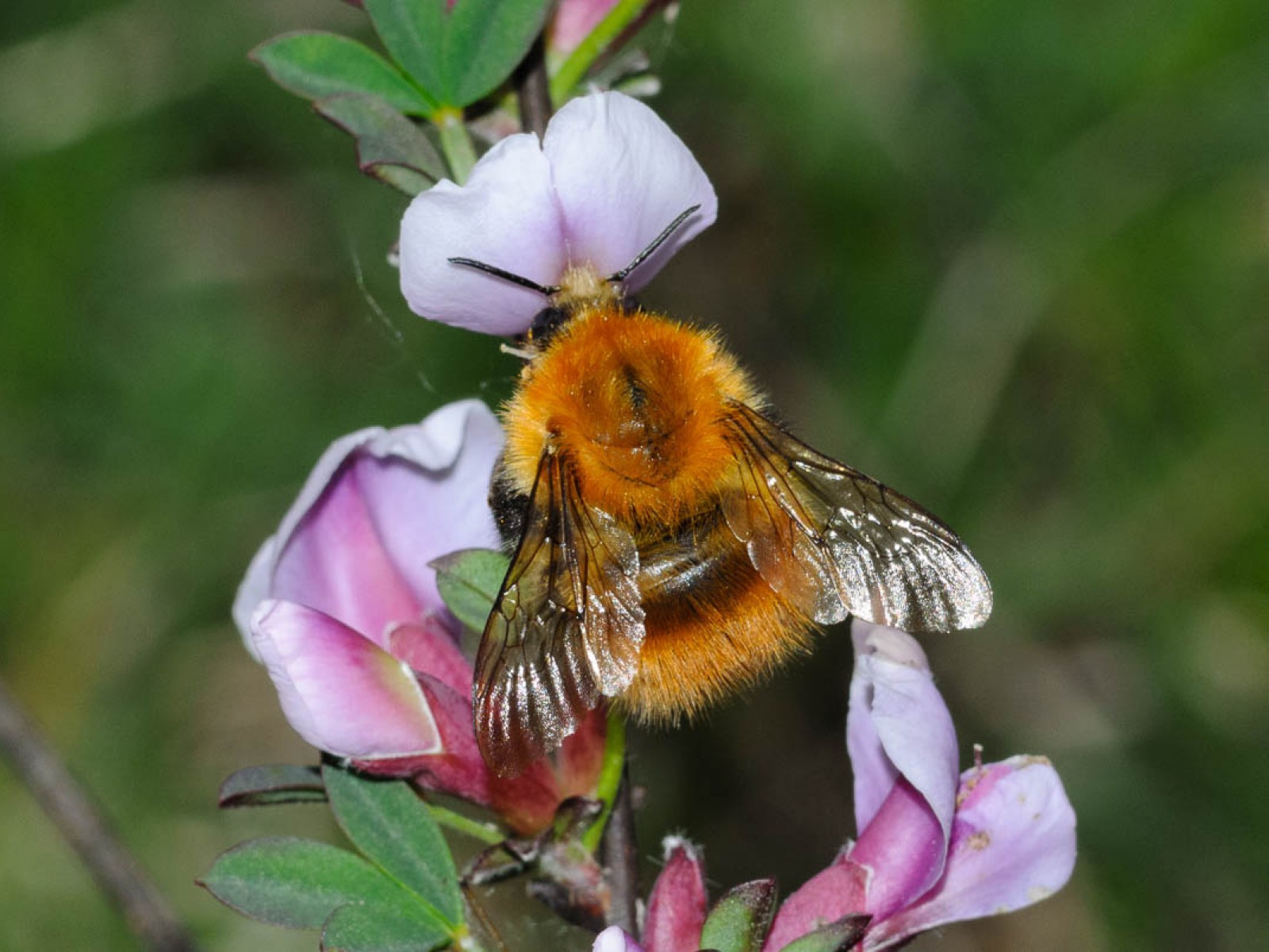 Bees : (Apidae) 