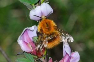 Bees : (Apidae) 