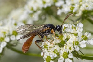 Ichneumonid and braconid wasps : (Ichneumonidae) Tryphon atriceps