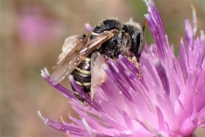 Bees : (Andrenidae) Camptopoeum friesei