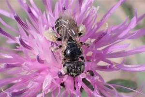 Bees : (Andrenidae) Camptopoeum friesei