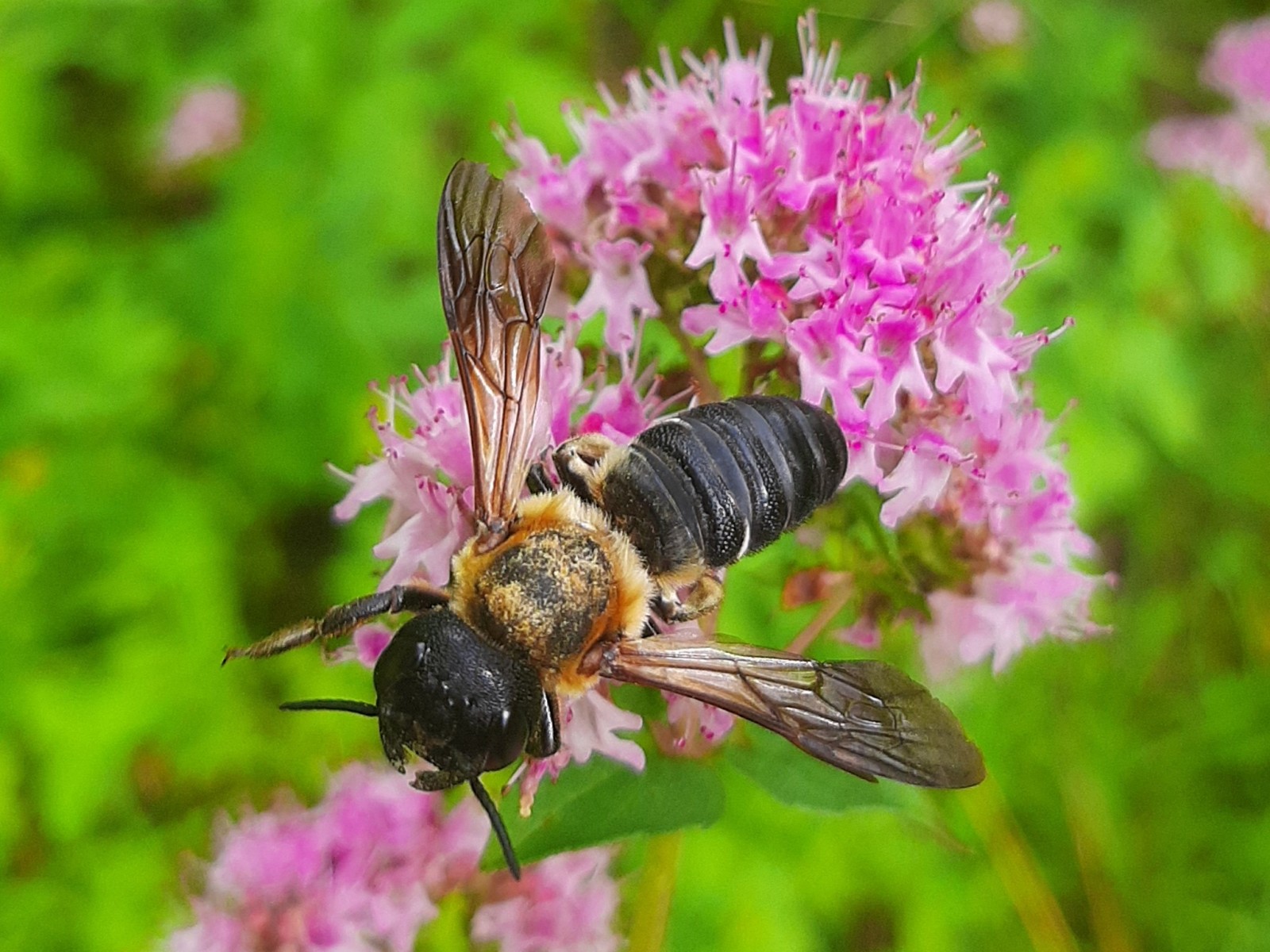 Bees : (Megachilidae) Megachile sculpturalis