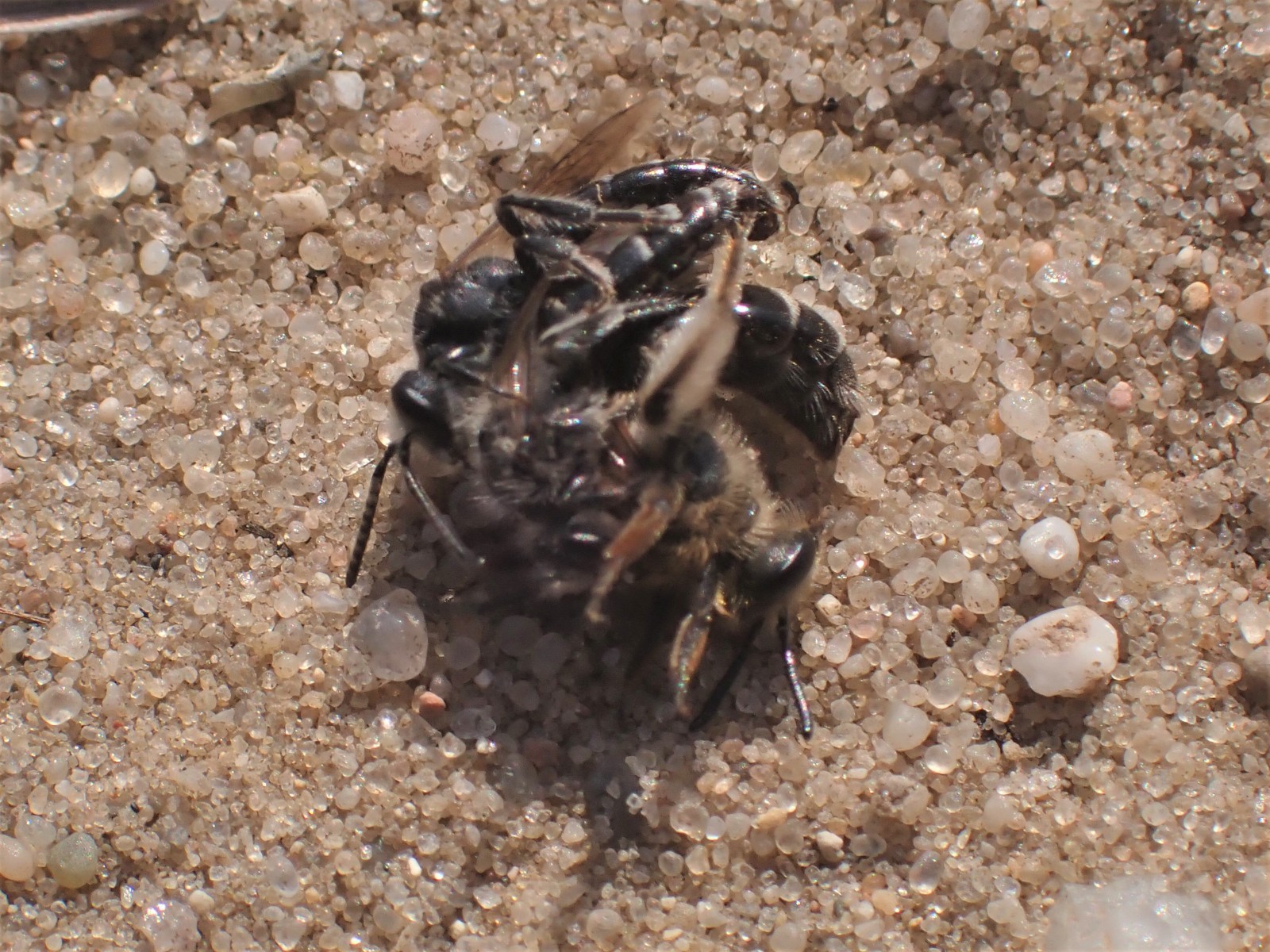 Bees : (Andrenidae) Andrena argentata