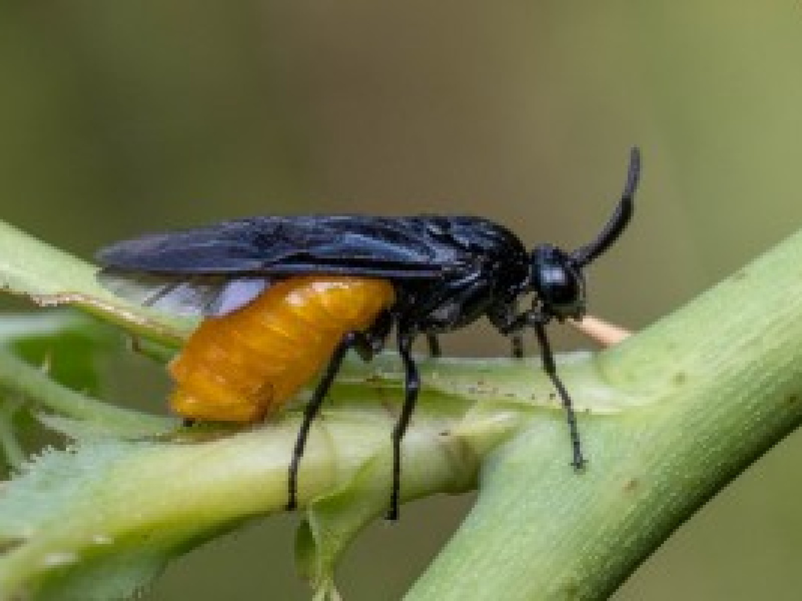 Sawflies and horntails : (Argidae) 