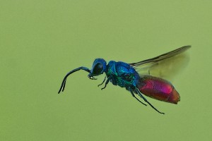 Aculeate Wasps : (Chrysididae) 