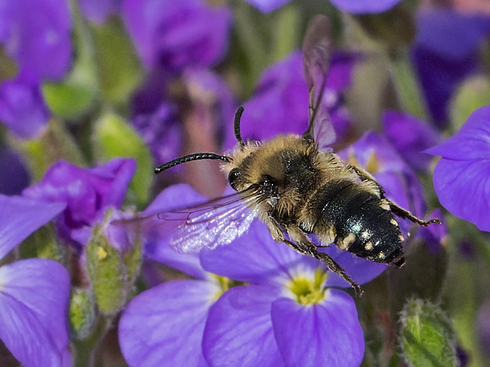 Bees : (Apidae) Melecta albifrons