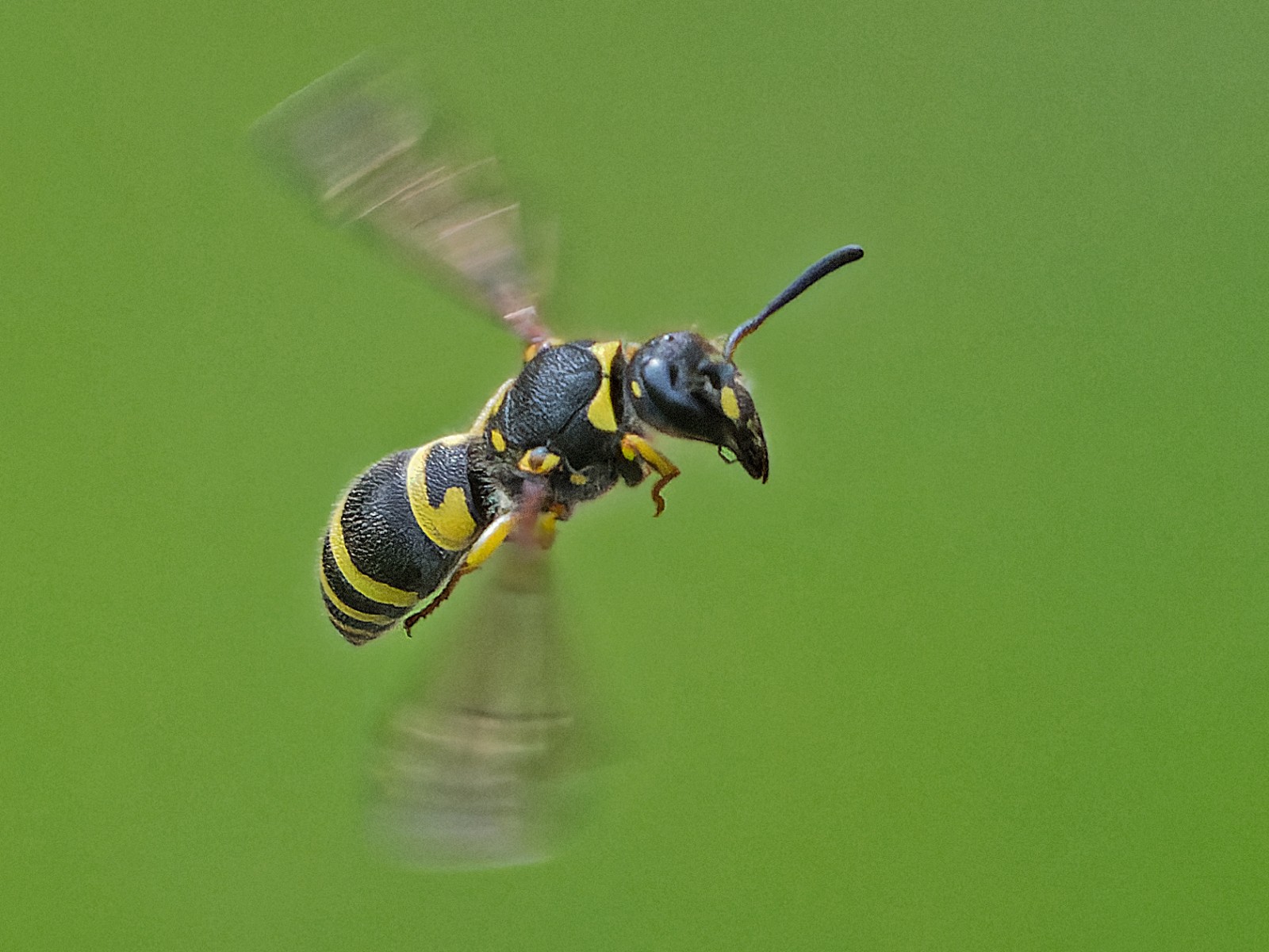 Aculeate Wasps : (Vespidae) 