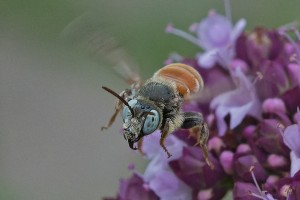 Bees : (Apidae) Epeoloides coecutiens
