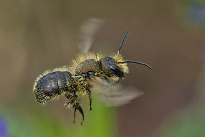 Bees : (Megachilidae) 