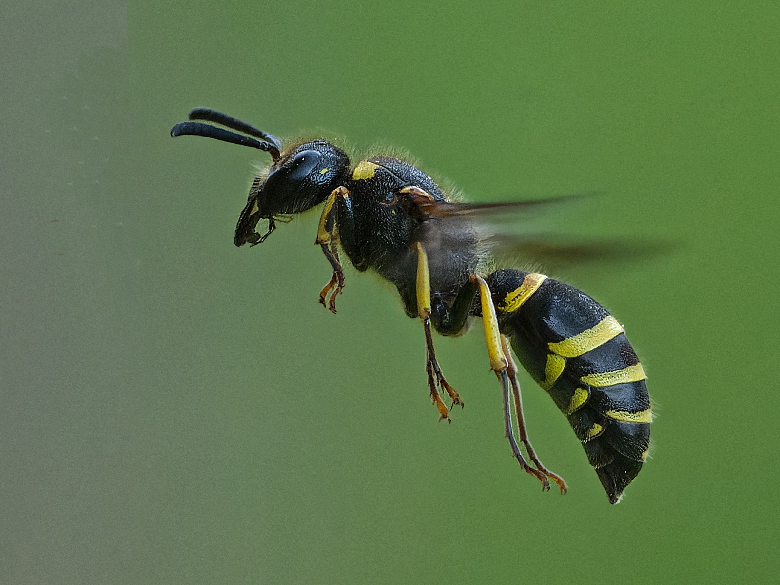 Aculeate Wasps : (Vespidae) 