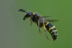 Aculeate Wasps : (Vespidae) 