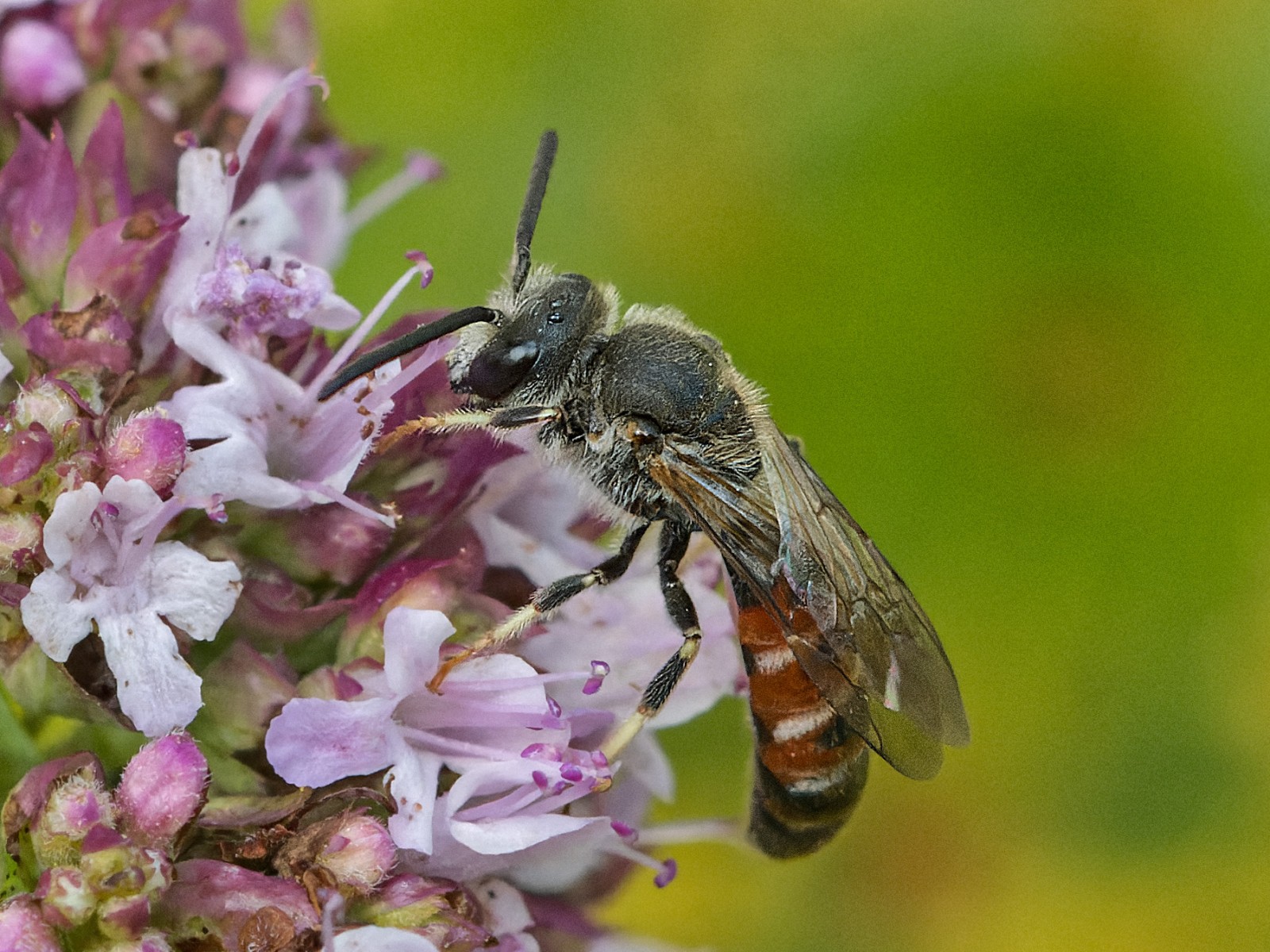 Bees : (Halictidae) Lasioglossum calceatum