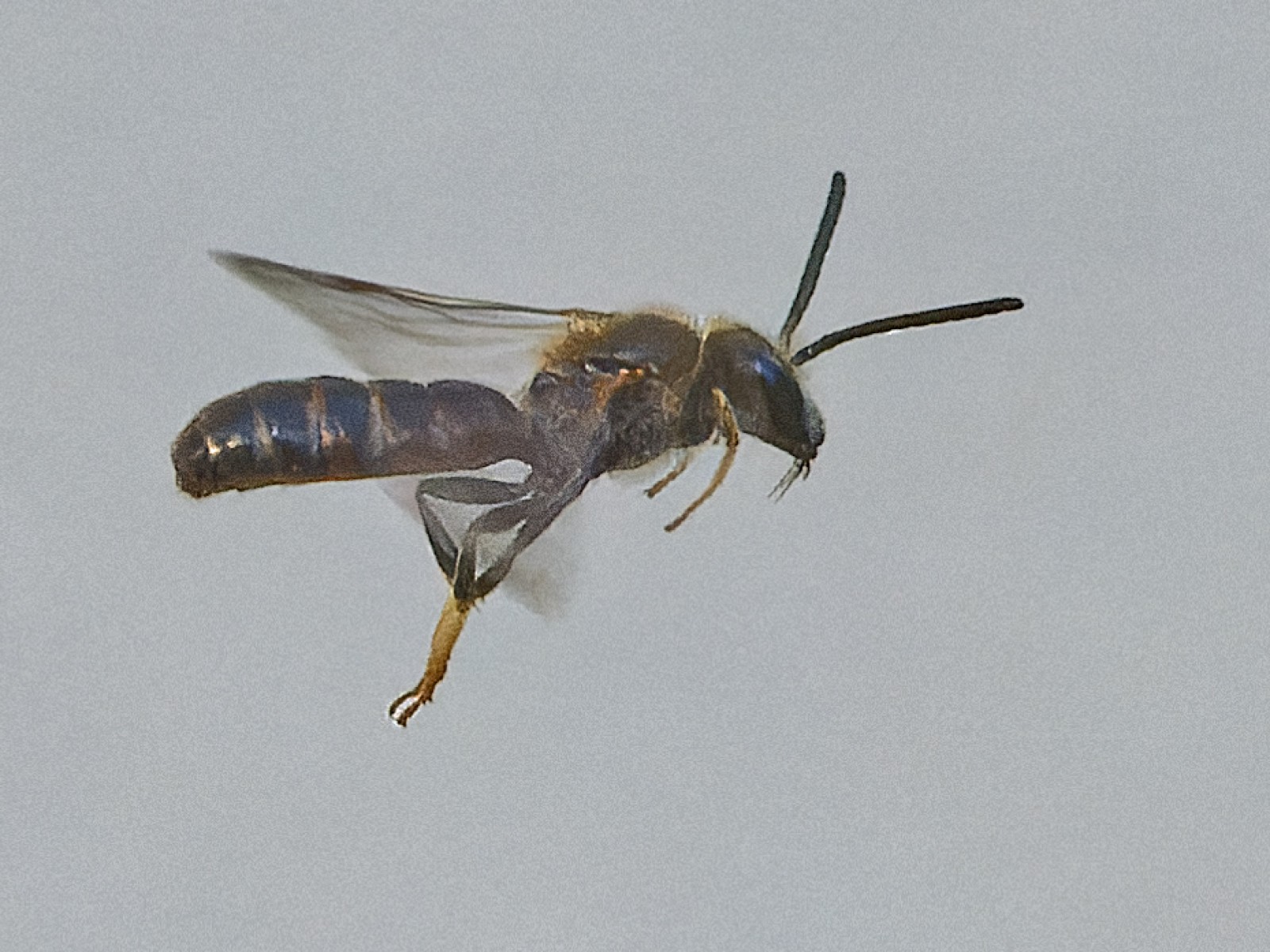 Bees : (Halictidae) 