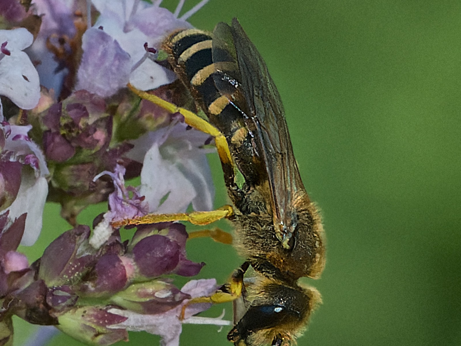 Bees : (Halictidae) Halictus scabiosae